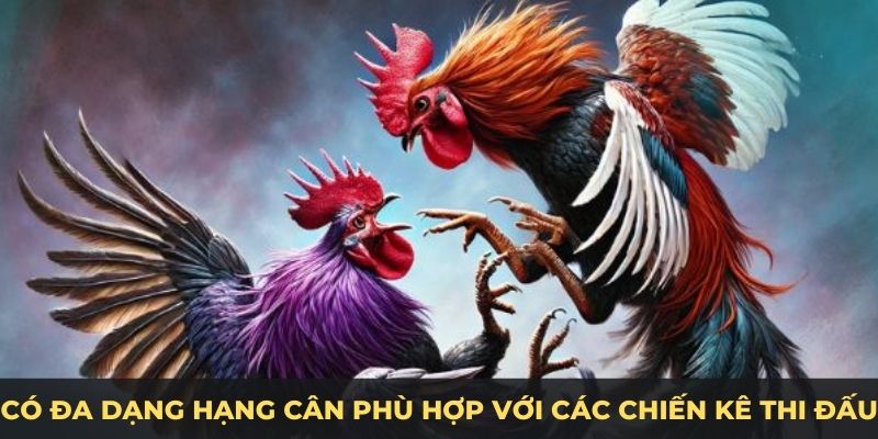 Có đa dạng hạng cân phù hợp với các chiến kê thi đấu